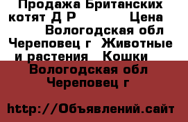 Продажа Британских котят Д/Р 5.04.18 › Цена ­ 1 000 - Вологодская обл., Череповец г. Животные и растения » Кошки   . Вологодская обл.,Череповец г.